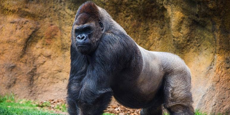 Why Gorillas At The San Diego Zoo Vaccinated Against Covid-19 Silver back gorilla
