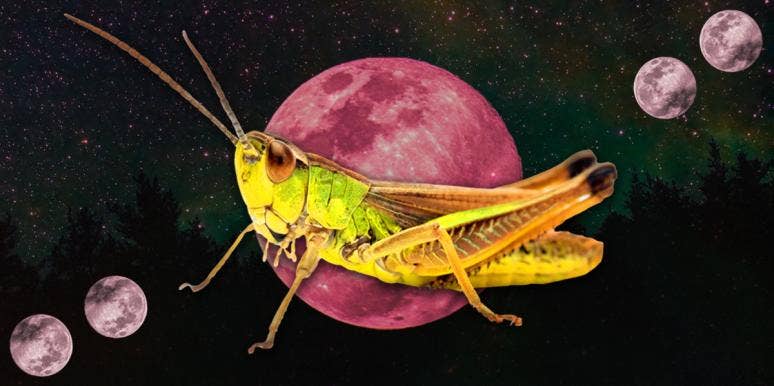 grasshopper symbolism