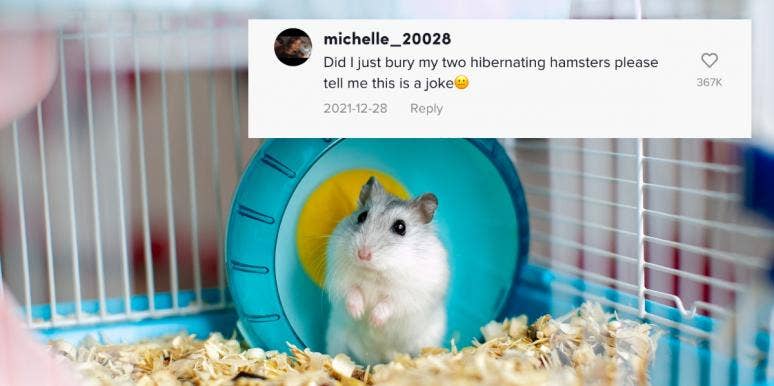 Viral Video Makes People Fear They Buried Hibernating Hamsters Alive Hamster