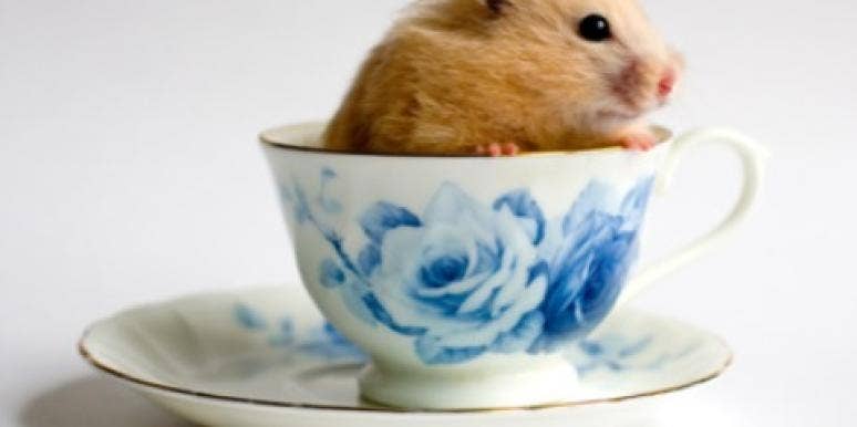 hamster in a teacup