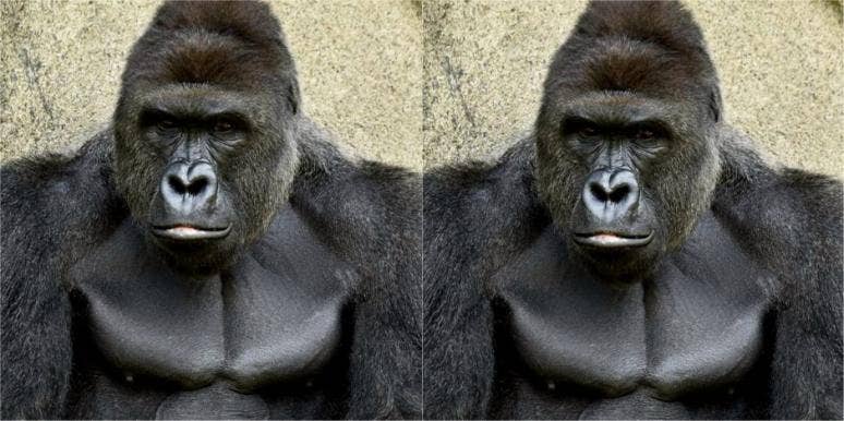 harambe parenting harambe parenting