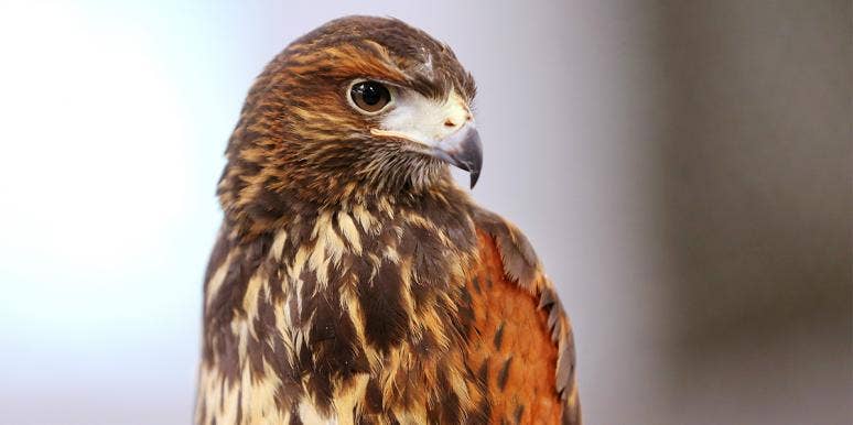 harris hawk bird of prey
