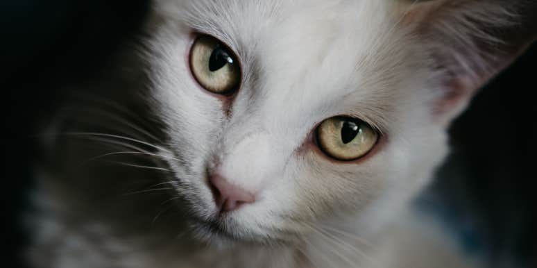 health benefits of owning cats cute, healthy white cat with sweet eyes