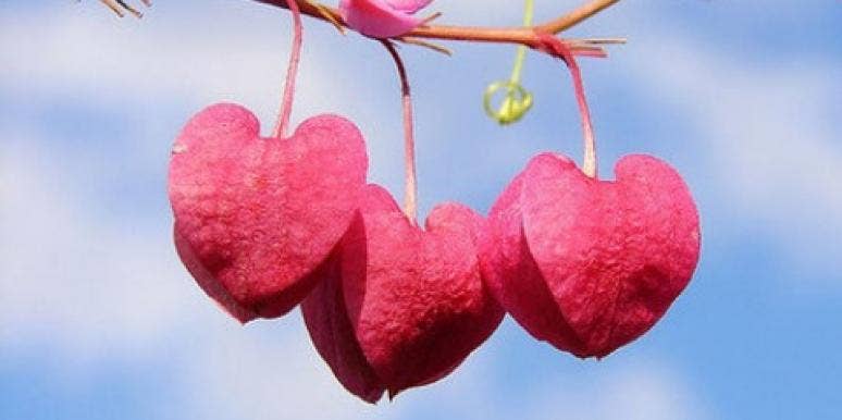 three hearts hanging from a tree
