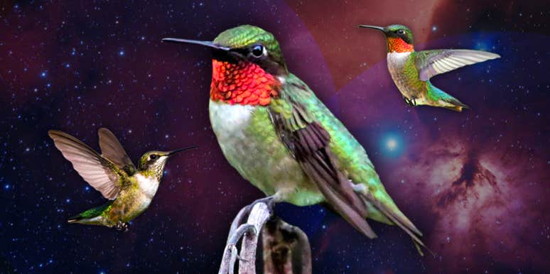 Hummingbird Symbolism & Spiritual Meanings Of A Hummingbird Spirit Animal |  YourTango