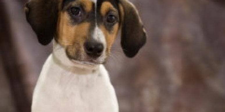 But Who Gets the Dog? But Who Gets the Dog?