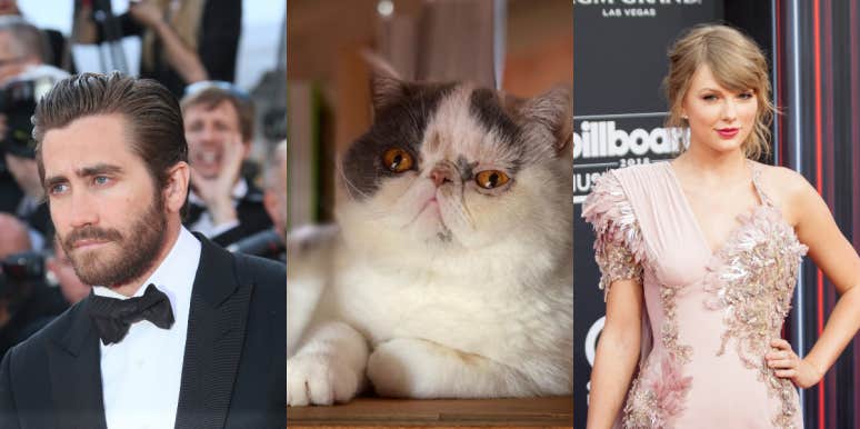 Does Jake Gyllenhaal Have An Instagram For His Cat? Taylor Swift Fans Think So Jake Gyllenhaal, Ms. Flufflestiltskin, and Taylor Swift