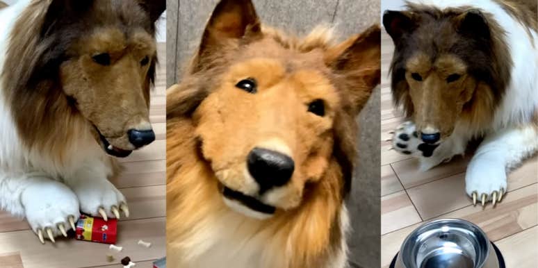 Meet The Man Who Paid $15,000 To Become A Dog Screenshots of Japanese YouTuber's collie costume
