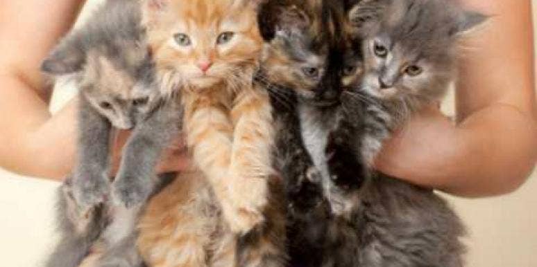 cats