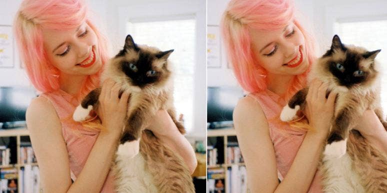 The Perfect Cat For You The Perfect Cat For You