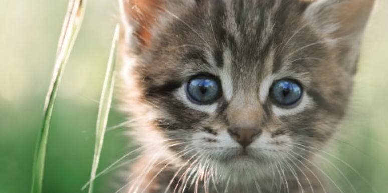 Pushing Boundaries In Business And Love By Getting A Cat Pushing Boundaries In Business And Love By Getting A Cat
