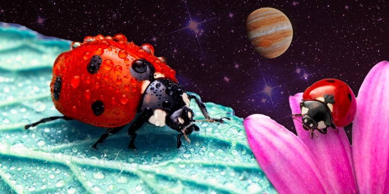 What It Means If You Dream Of Or See A Ladybug ladybug symbolism