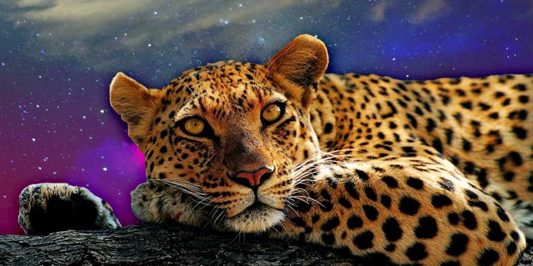 Leopard Symbolism & Spiritual Meanings Of A Leopard Spirit Animal |  YourTango