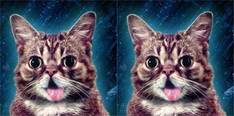 How Did Lil Bub Die? Internet Cat Who Raised Thousands For Animals In Need Is Dead At 8