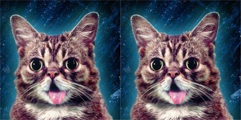 How Did Lil Bub Die? Internet Cat Who Raised Thousands For Animals In Need Is Dead At 8 How Did Lil Bub Die? Internet Cat Who Raised Thousands For Animals In Need Is Dead At 8