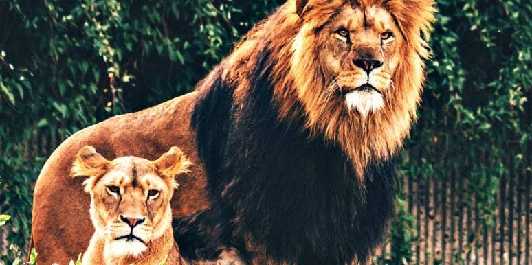 lion lion