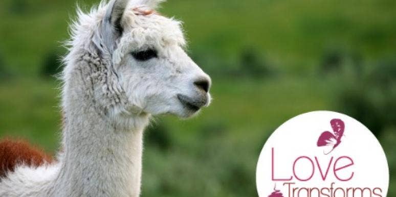 11 Therapy Llamas That Will Make Your Heart Explode With Love