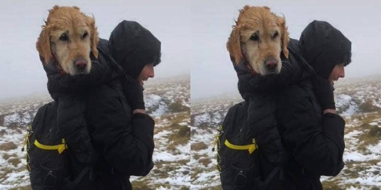 Lost Dog Lost Dog
