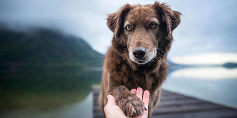 dog, shelter dog, aggressive, man 