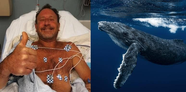 Man Claims He Was Nearly 'Swallowed' By A Whale — And He's Not The First One (Even Recently) michael packard whale