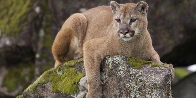 California Mom Fights Mountain Lion To Save 5-Year-Old Son Mountain Lion