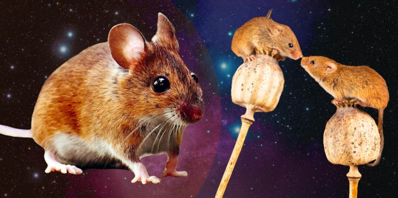 Mouse Symbolism & The Meaning Of A Mouse Spirit Animal | YourTango Mouse Symbolism & The Meaning Of A Mouse Spirit Animal | YourTango