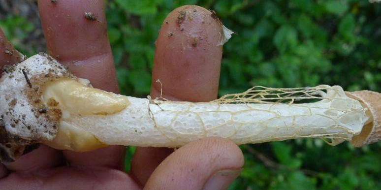 mushroom orgasm fungus