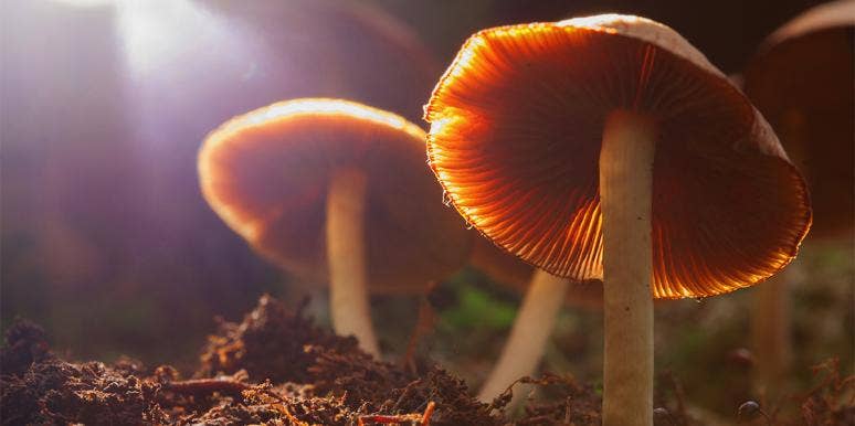 What Is The Spiritual Meaning Of Mushrooms? mushrooms