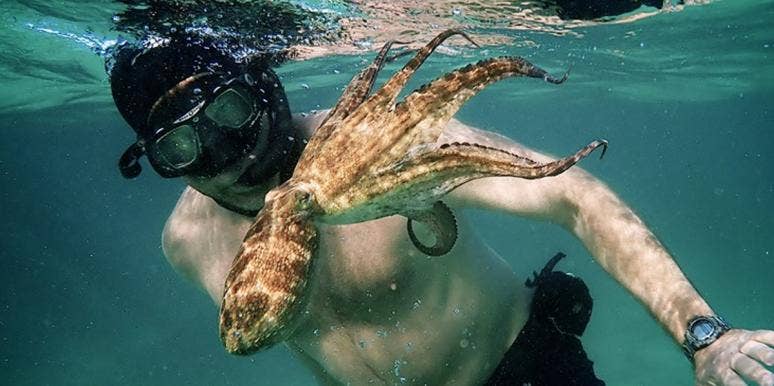 'My Octopus Teacher' & Healing By Returning To The Same Place 'My Octopus Teacher' & Healing By Returning To The Same Place