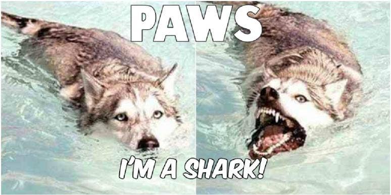 50 Best Funny Dog Memes For National Dog Day | YourTango 50 Best Funny Dog Memes For National Dog Day | YourTango