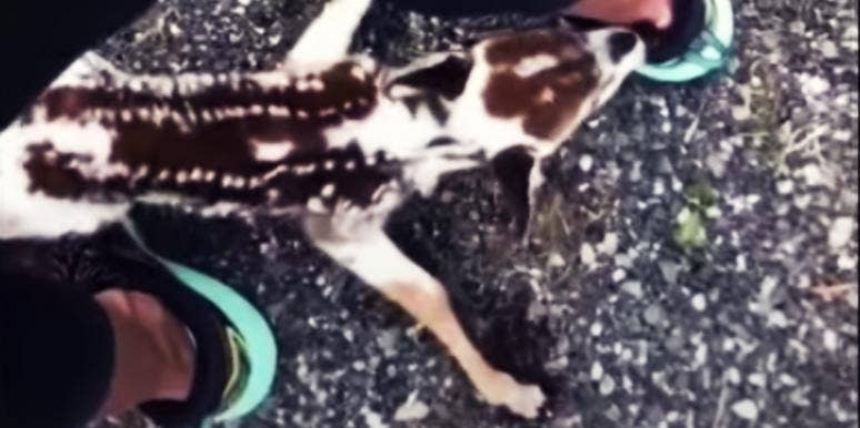 Newborn Deer Won't Leave A Hiker's Side Newborn Deer Won't Leave A Hiker's Side