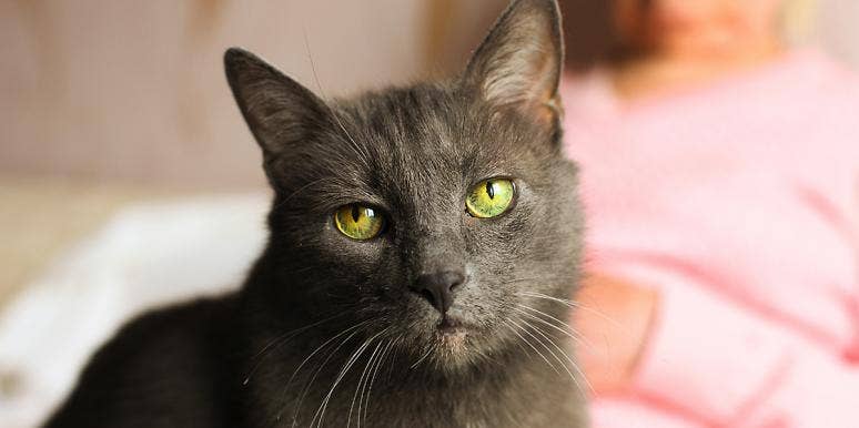 My Vet Shamed Me For Not Having The Money To Save My Cat My Vet Shamed Me For Not Having The Money To Save My Cat