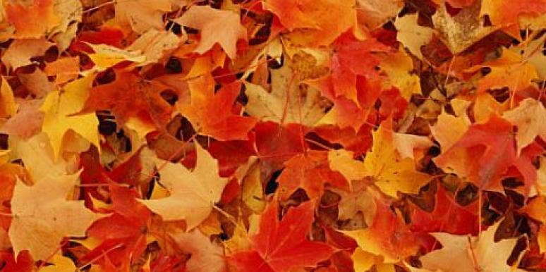 autumn leaves autumn leaves