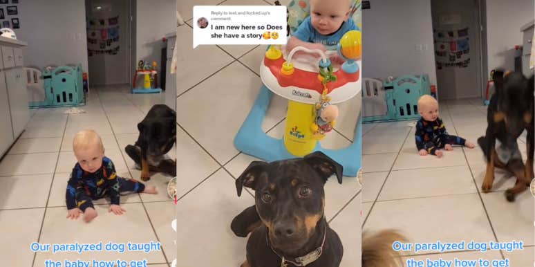 Paralyzed Dog Shows Baby A Unique Way To Crawl paralyzed dog