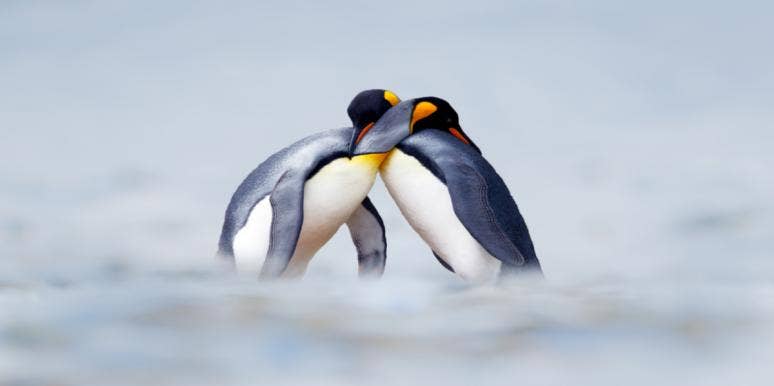 15 Love Lessons Everyone Should Learn From Penguins Penguin love
