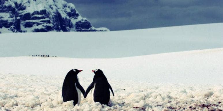 penguin love