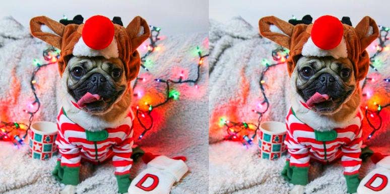 Animals That Love Opening Up Christmas Gifts Animals That Love Opening Up Christmas Gifts