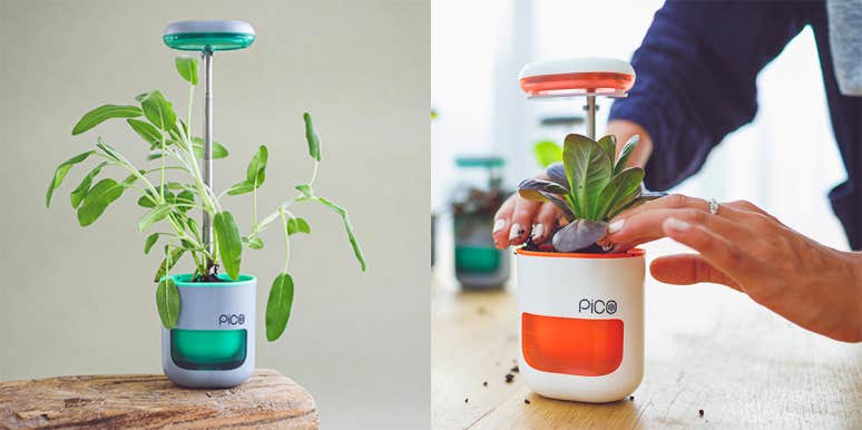 This Smart Planter Pod Takes The Guesswork Out Of Growing Your Own Fresh Herbs (No Green Thumb Required) Pico Smart Planter Pod