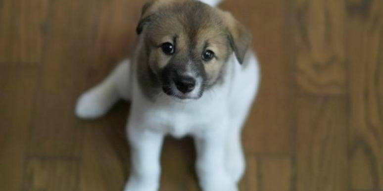 puppy puppy