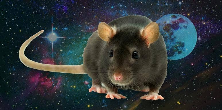 The Spiritual Meaning Of Dreaming About Rats rat dreams