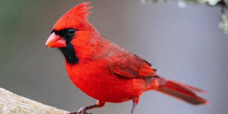Red Cardinal Symbolism: The Spiritual Meaning Of Seeing Red Cardinals red cardinal