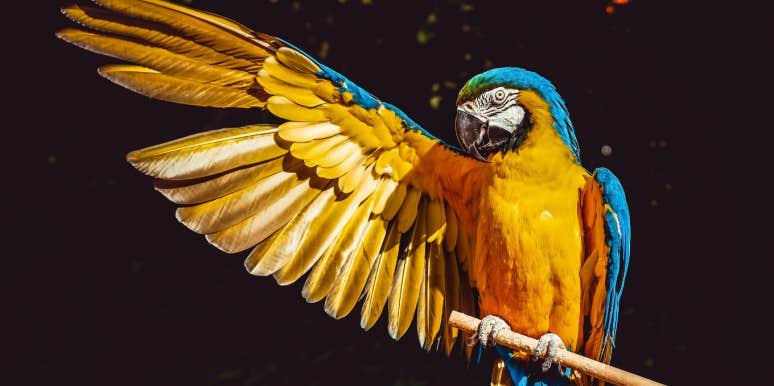 parrot with wing outstretched