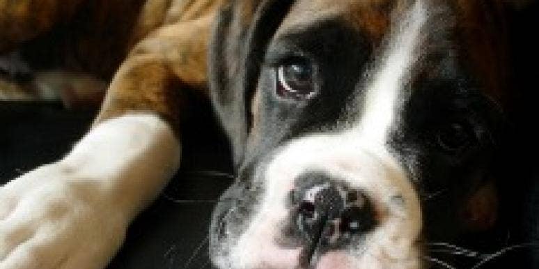 sad dog sad dog