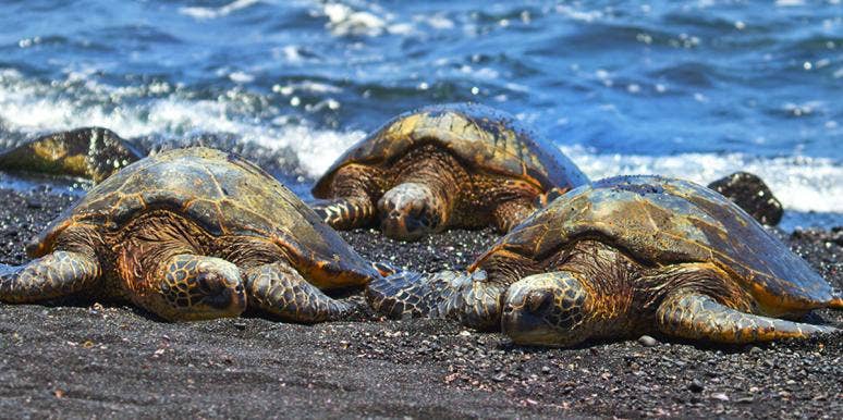 Sea turtles washed up on the beach Sea turtles washed up on the beach