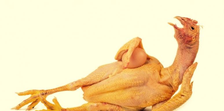 sexy chicken make love sexy chicken make love
