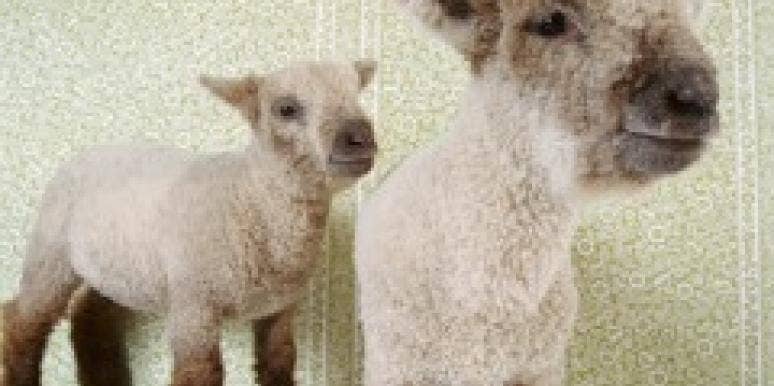 two white sheep two white sheep in a room