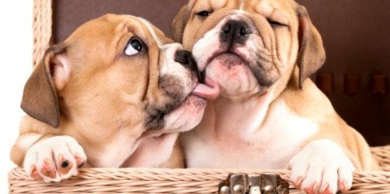 Animals giving kisses animals giving kisses