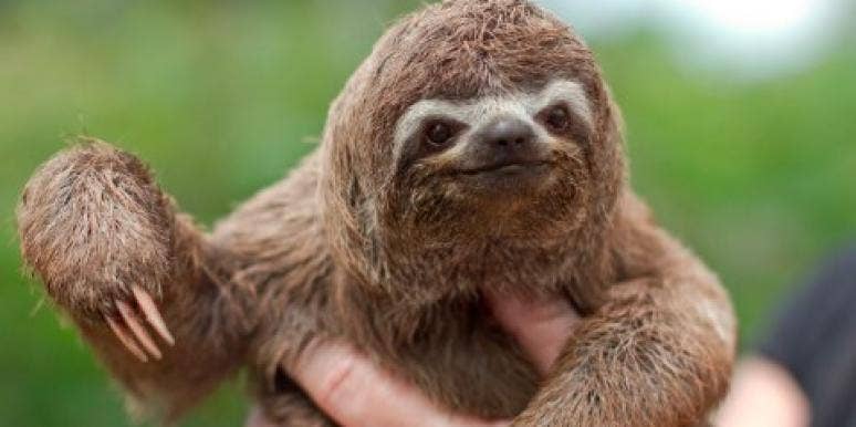 A sloth a sloth