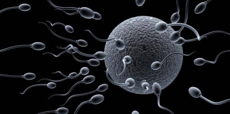 Sex New Discovery May Lead To Fertility Treatment