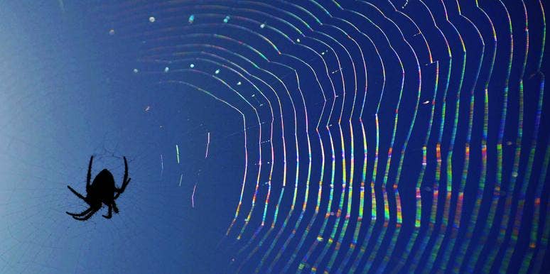 Spider Dream Meanings & What Different Types Of Spiders Symbolize spider in a web